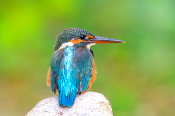 The common kingfisher (Alcedo atthis) also known as the Eurasian kingfisher, and river kingfisher