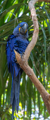This is a picture of the famous macaw parrot (ara parrot). Photo shot in the jungle of the Pantanal area in Brazil.