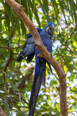 This is a picture of the famous macaw parrot (ara parrot). Photo shot in the jungle of the Pantanal area in Brazil.