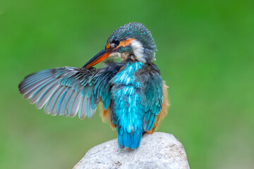 The common kingfisher (Alcedo atthis) also known as the Eurasian kingfisher, and river kingfisher