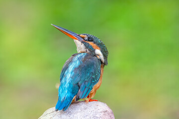 The common kingfisher (Alcedo atthis) also known as the Eurasian kingfisher, and river kingfisher