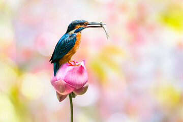 The common kingfisher (Alcedo atthis) also known as the Eurasian kingfisher, and river kingfisher