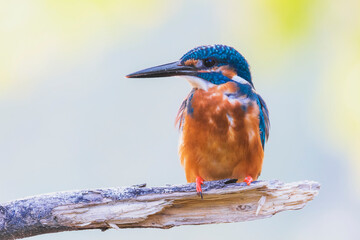 The common kingfisher (Alcedo atthis) also known as the Eurasian kingfisher, and river kingfisher