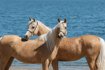 Two beautiful palomino horses with a long mane standing near blue water on summer background, portrait closeup - obrazy, fototapety, plakaty