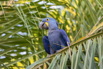 This is a picture of the famous macaw parrot (ara parrot). Photo shot in the jungle of the Pantanal area in Brazil.
