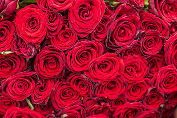 Roses background with soft focus. Big bucket of roses laying on the bench in extreme closeup.