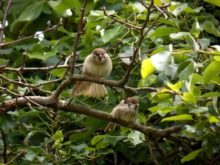 little sparrows on a tree branch