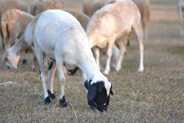 Obraz na płótnie Canvas sheep eating grass.