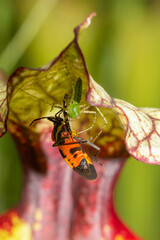 Green Lynx Spider (Peucetia viridans) catching a bug on a Sarracenia, Florida, USA