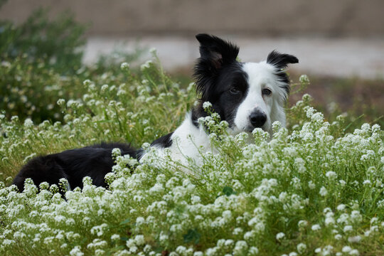 Border Collie playing in the daisies early morning frontal view and back lit.