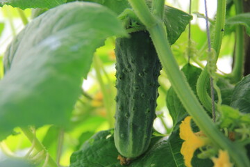 ripe cucumber hanging on the bush among green leaves