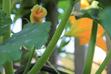 blooming cucumber among large leaves removed
