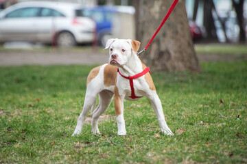 American Bulldog puppy on nature