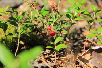 berry bush cranberries in the old stump