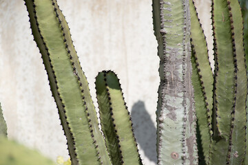 close up of cactus