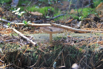 Young mushroom growing in the forest on the old road