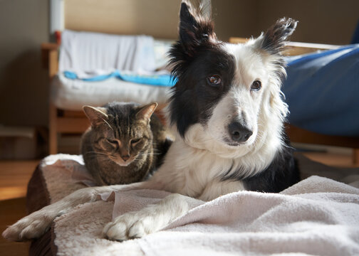 Dog and Cat at peace and sleeping together.  Frontal view. Border Collie and Brown Tabby cat.