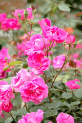 Fototapeta na wymiar Pink roses. Garden with flowers, roses. Several roses on one stalk. Photo with blurry background.