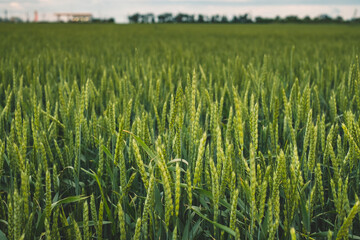 Field with green wheat, agricultural industry.