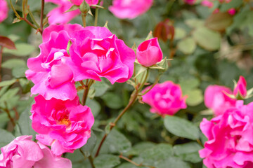 Pink roses. Garden with flowers, roses. Photo with blurry background.