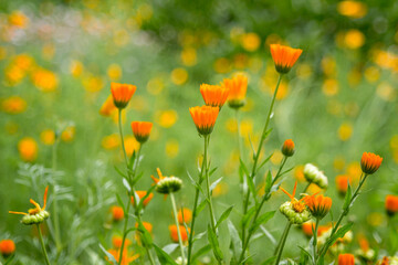 Flower meadow. Glade with orange flowers. Meadow flowers. Blurred background photo