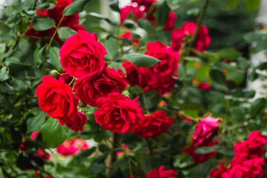 Red roses. Garden with flowers, roses. Several roses on one stalk. Photo with blurry background.