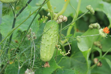 ripe cucumber hanging on the bush among green leaves