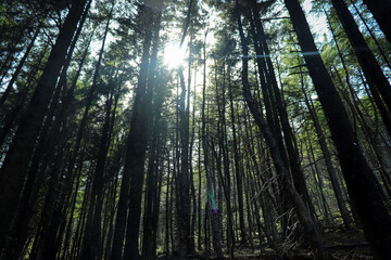 Fototapeta na wymiar sunlight through trees in forest