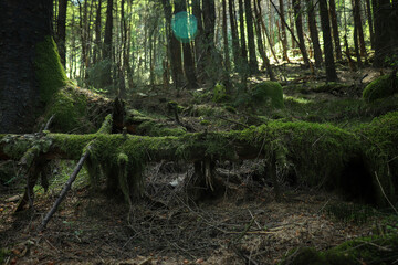moss on fallen trees in forest