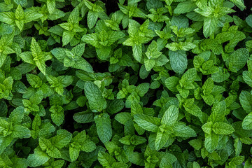 A photograph of fresh mint from the garden. Useful for cooking or for extracting the mint oil. © Bruce Peter Morin