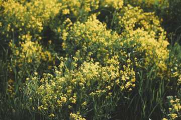Field with blooming yellow flowers, natural spring background.