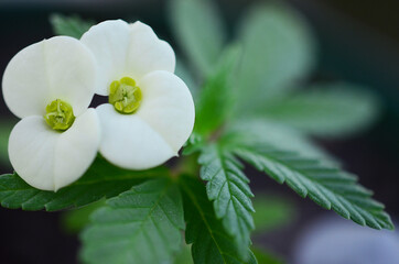 Miniature cannabis plant with small yellow flower. Small marijuana plant, natural lighting. Macro photography of medical marijuana plant. Green leafy plant in pot, witchy aestetic forest witch. 