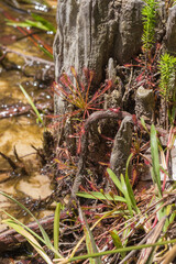 Drosera intermedia in Okaloosa County, Florida, USA