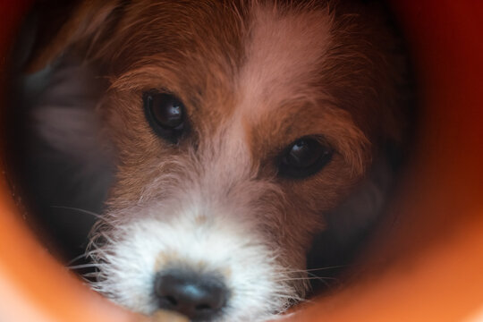 Jack Russell pretends to hunt rats in the sewers - Powered by Adobe