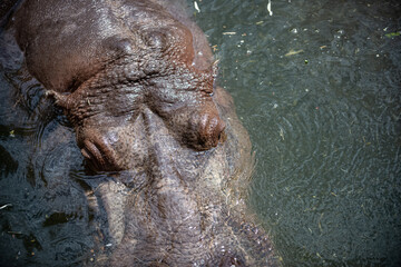 Hippo cools down in water
