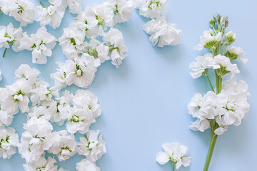 Fresh blooming buds on a clear blue background in the form of a floral frame. Place for your...