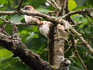 little sparrows on a tree branch