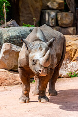 Obraz premium Portrait of a black rhino in its territory