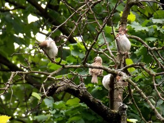 little sparrows on a tree branch