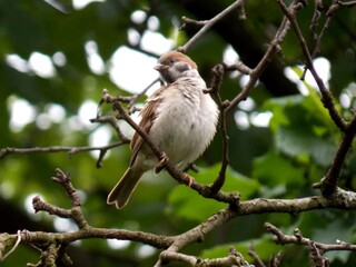 one little sparrow on a branch