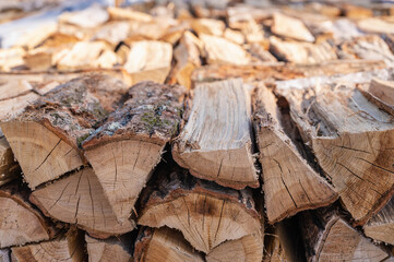 伐採した木　松　焚き木