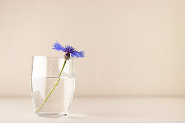 Straw flower in a light environment