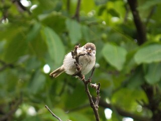one little sparrow on a branch
