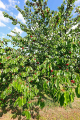 tree cherry with many cherries
