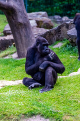 Naklejka premium Lowland gorillas spend their day in the meadow