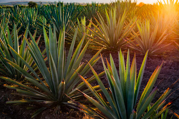 Magueyes 