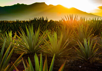 Campo de agave