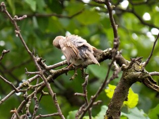 a sparrow on a branch cleans its feathers