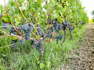 Trauben in Frankreich nahe Bordeaux
