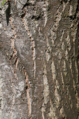 Tree bark forming an abstract pattern